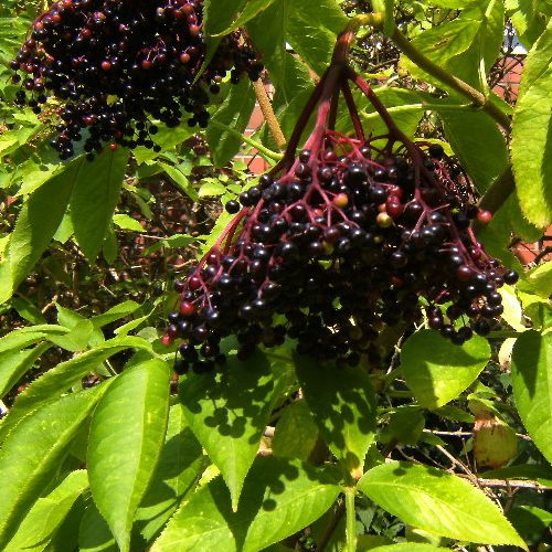 Herbst Garten der Poesie